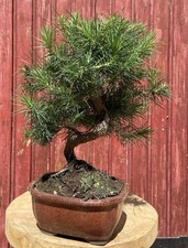 BONSAÏ MÉDITERRANÉEN PIN