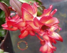 Bouture cutting schlumbergera - cutting,