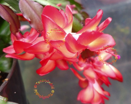 Bouture cutting schlumbergera - bouture,