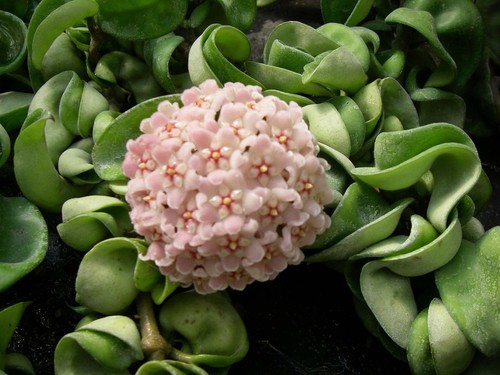 Hoya compacta indian rope - hoya,