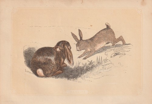 Lapin sauvage oryctolagus - lapin,