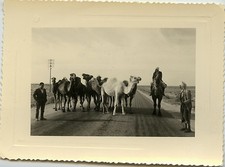 PHOTO ANCIENNE - VINTAGE SNAPSHOT - ANIMAL DROMADAIRE CHAMEAU CARAVANE - CAMEL