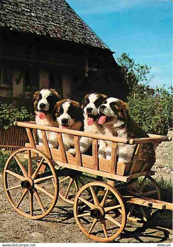 Carte postale animaux - -,
