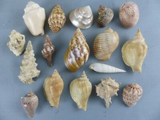 Lot 17 coquillage divers