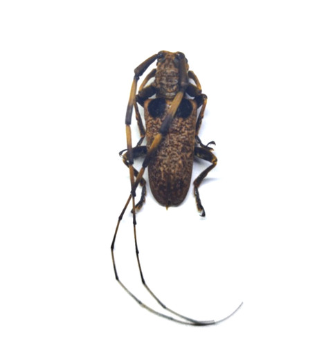 Rare cerambycidae acalolepta - rare,