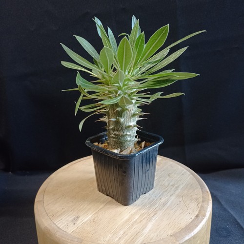 Pachypodium rosulatum ssp - pachypodium, 'rosulatum