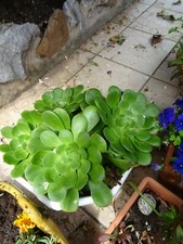 lot =boutures aéoniums 15/25cm+crassulas belles tiges  terrasse jardin ,pots ,. 