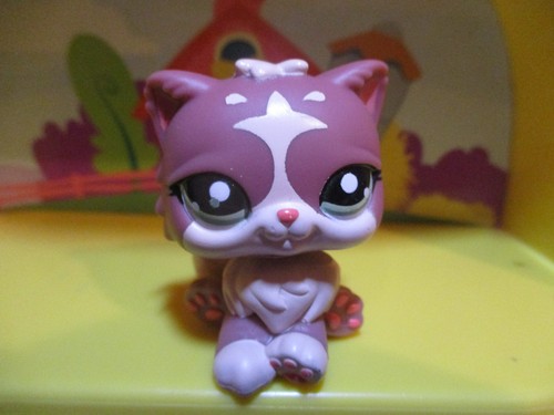 Petshop chat persan 1761 - petshop,