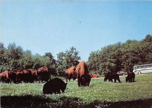 Safari parc de - parc,