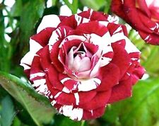 10x graine de Rosier Rouge et Blanc 10x Climbing Red & white Rose rosebush seeds