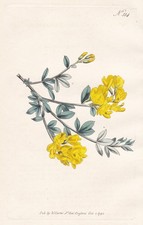 Genista Ginster Brambusch