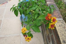 534;lantana mpc6