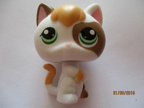 Petshop chaton chat - chaton,
