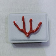 Belle branche de corail rouge