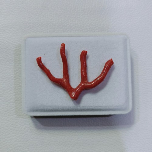 Belle branche corail rouge - corail,