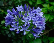 Blue Lily - African Lily - Agapanthus praecox - 10+ Seeds - Graines - Z 117