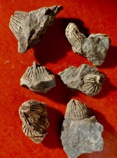 CORAUX DÉVONIENS DU LUXEMBOURG