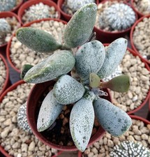 ADROMISCHUS HUMMEL'S WHITE