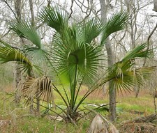 Sabal mexicana palmier nain - sabal,