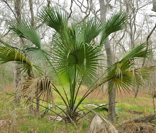 Sabal mexicana palmier - mexicana,