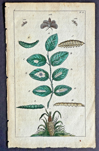 Rare 1797 wilhelms - 1797, leafmining