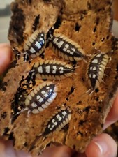 Cloportes - Isopodes