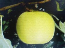 10 graines de pomme Belchard