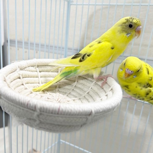 Oiseau confortable pour nid