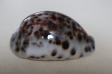 collection coquillage CYPRAEA