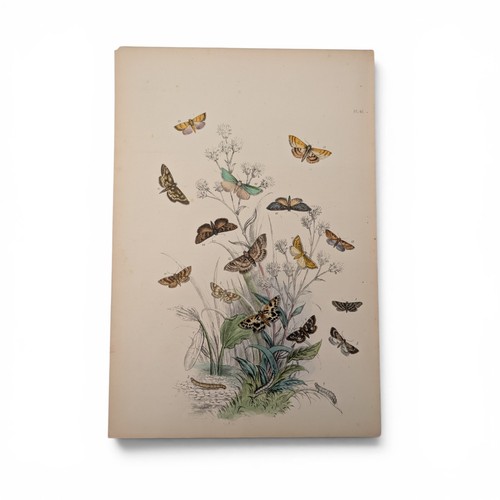 Genera british moths by - of,