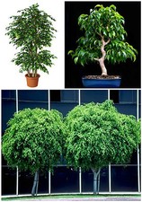 50 graines de Ficus beniamina