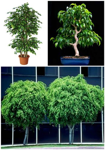 Graines ficus beniamina - graines,