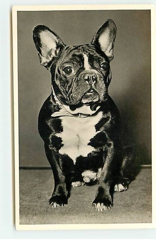Chien bouledogue français - -,
