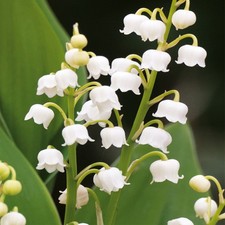 Muguet rhizome convallaria - muguet,