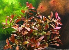 rare! 3 x ludwigia repens rubin SUPER RED   plante facile tres rouge aquarium  