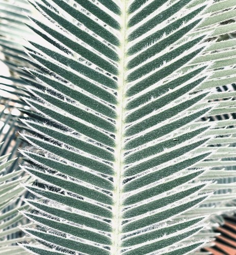 Dioon argenteum seeds cycas - seeds,