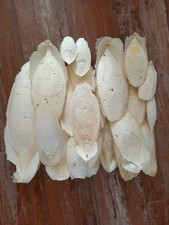 400 gr OS DE SEICHE -  Reptiles,  Tortues, Oiseaux et Poules ...