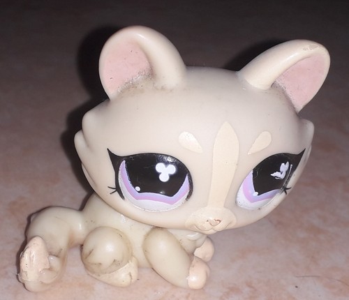 Petshop chat sphynx - , 848