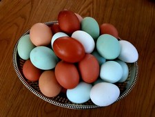 Oeufs fécondés à - 15, x