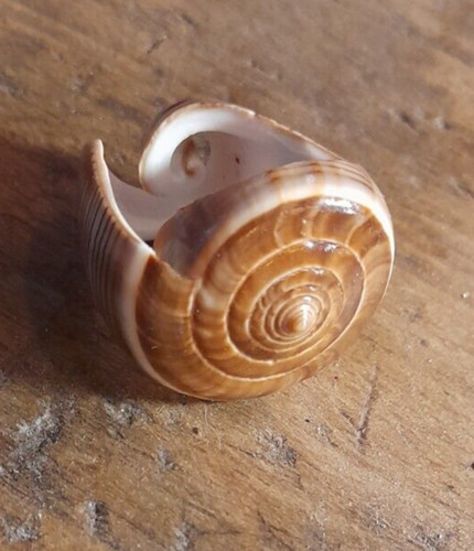 Magnifique bague coquillage