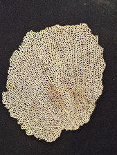 Gorgone Jaune  Collection Ancienne 26 cm