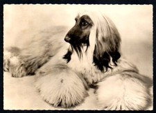 CPSM  --  TRANSFUSINE LEVRIER AFGHAN  630.D  CIRCULEE EN 1959