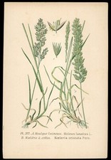 Planche botanique : Houlque