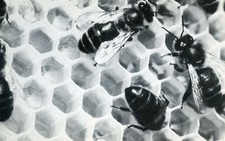 CPSM / PHOTO MALAUCENE /