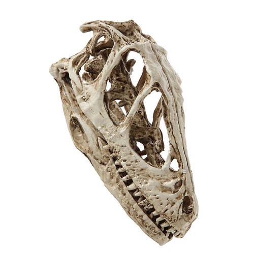 Modèle crâne dinosaure - de,