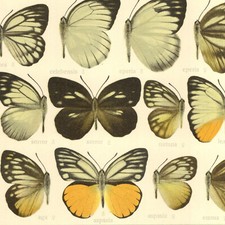 Adalbert Seitz Papillons Huphina Décoration Lithographie Entomologie