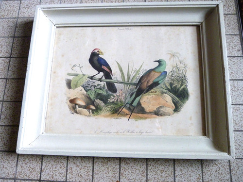 Oiseaux afrique ancienne - oiseaux, d'afrique
