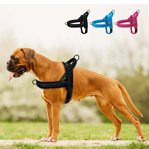 Harnais pour petit chien - pour,