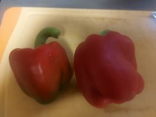 Graines de poivron « Yolo