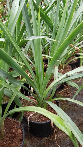 Furcraea longaeva pluie - /,